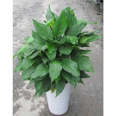 【润然园林(RUNRANlandscape)花卉绿植盆栽】广东万年青盆栽，竹节万年青盆栽【价格 图片 品牌 报价】-苏宁易购