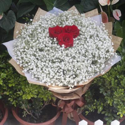 满天星配玫瑰花 壁纸展示