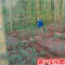小孔细铁丝网围栏养殖网家用荷兰网养鸡网防护网钢丝网隔离网铁网_1 塑后2.1粗*6厘米孔*1.5米高*30米