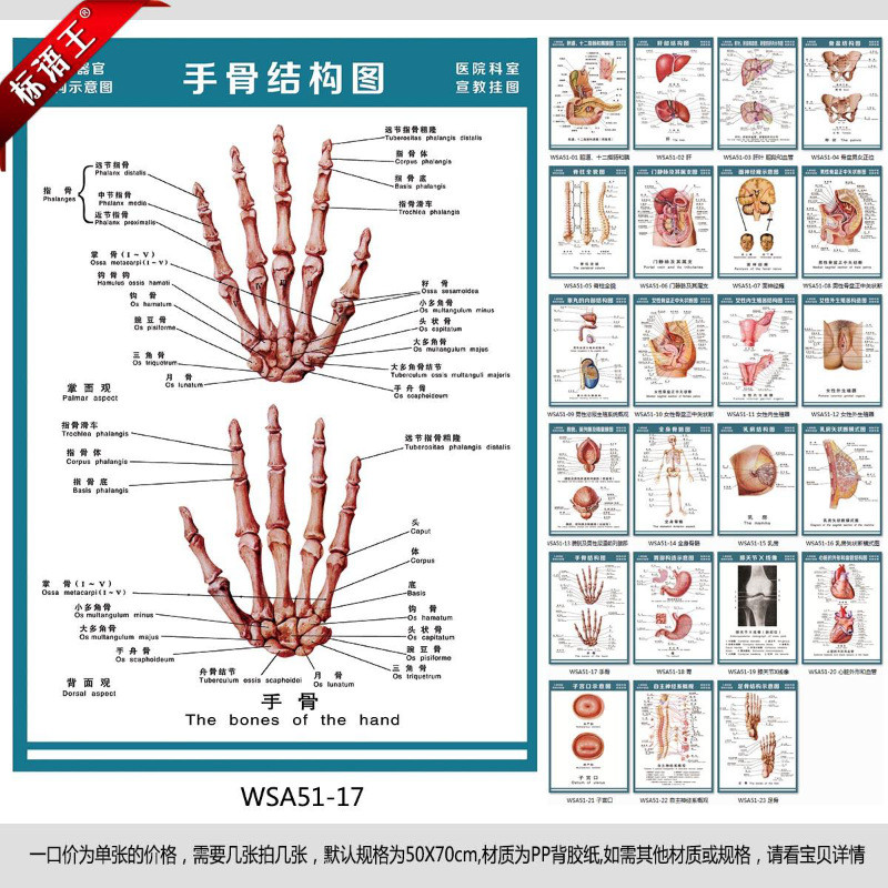 医院科室挂图人体构造解剖图,手骨结构图宣传画贴画wsa51