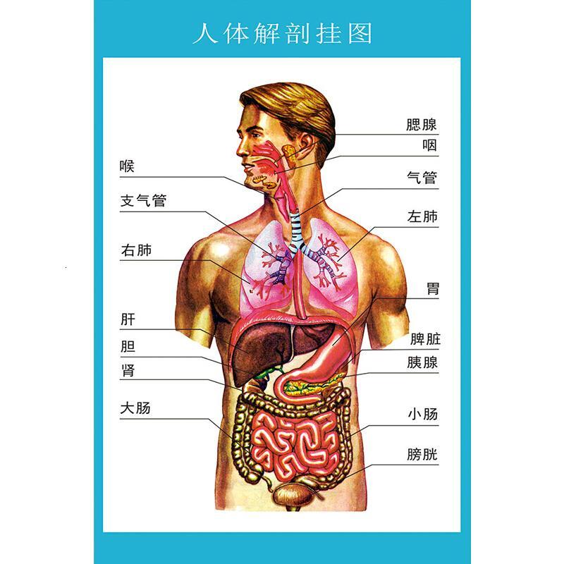 人体解剖图穴位医学人体结构图片内脏器官骨骼肌肉构造挂图画全身100
