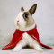 兔子衣服猫猫兔垂耳兔披风圣诞迷你裙兔子斗篷泰迪狗狗猫咪斗篷兔子装饰品_1 L码(适合脖围37-40cm的宝宝)