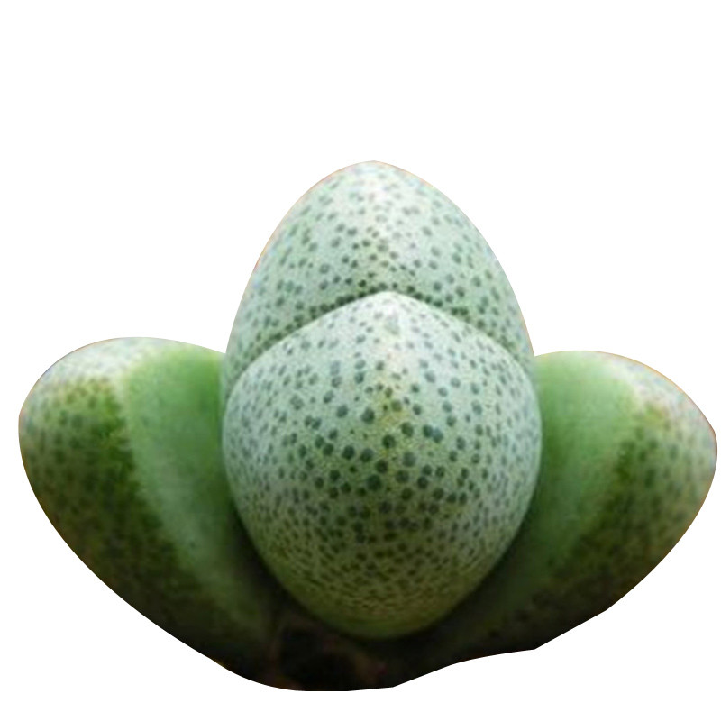 多肉植物番杏科生石花 绿帝玉 室内种植肉肉耐