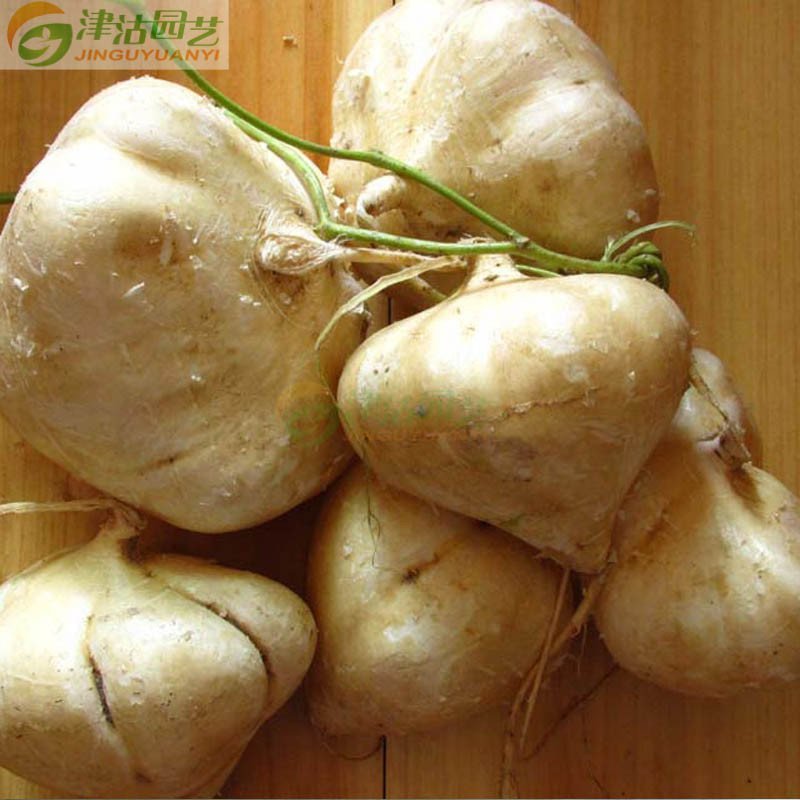 蔬菜种子 豆薯种子 牧马山地瓜 庭院种植 无公害