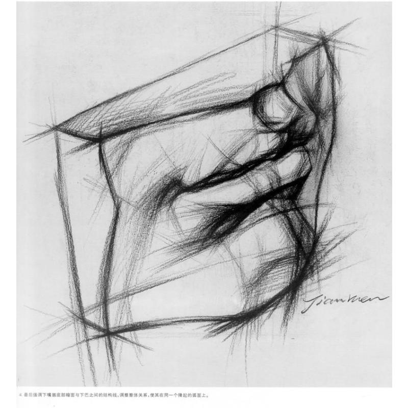 石膏五官结构素描范本