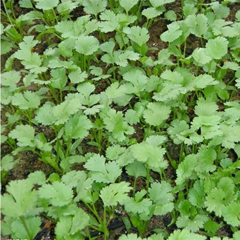 我要发芽蔬菜种子四季香菜种子芜荽种子香荽芫茜20g包足量