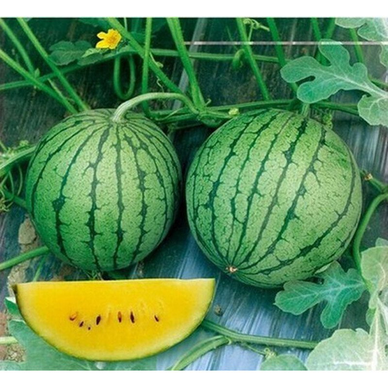 我要发芽 水果种子 金福甜黄肉西瓜种子 早熟 一代杂交 黄瓤皮薄 50粒