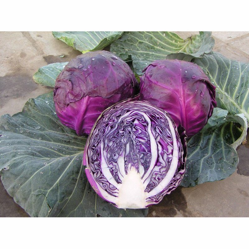 我要发芽 蔬菜种子 早红紫甘蓝种子 紫包菜 结球甘蓝