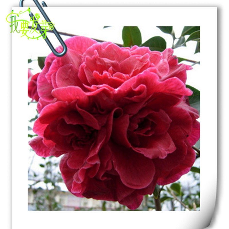 我要发芽 花卉种子 三蕊紫袍——茶花种子四季播种 颜色绚丽齐全 易