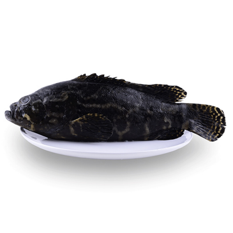 包邮 壹家壹站全球鲜 马来西亚黑虎斑 石斑鱼 肉