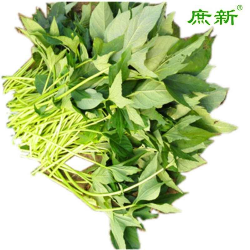 【庶新】长寿菜 新鲜蔬菜 台湾引进 非番薯叶 非