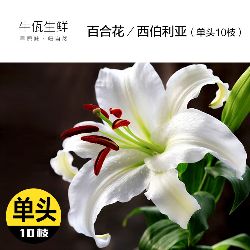 百合花 白色 单头10枝 西伯利亚 云南鲜切花 家居生活用花 办公观赏