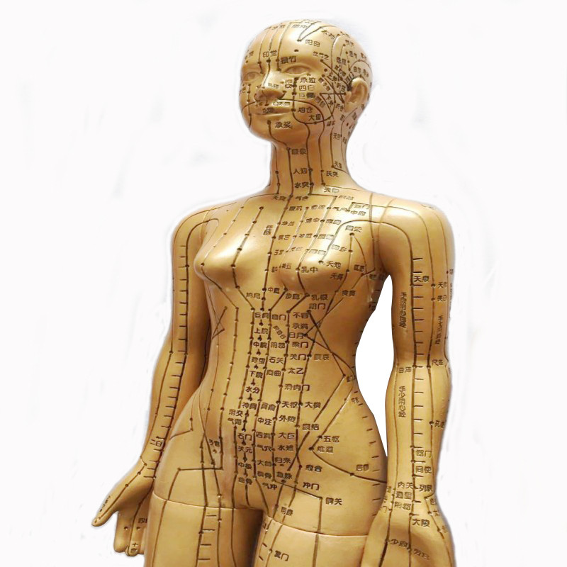 高博士 人体经络穴位模型 镀铜高清女模型48cm