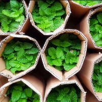 (含盆)办公桌茶几客厅薄荷苗可食用薄荷苗盆栽