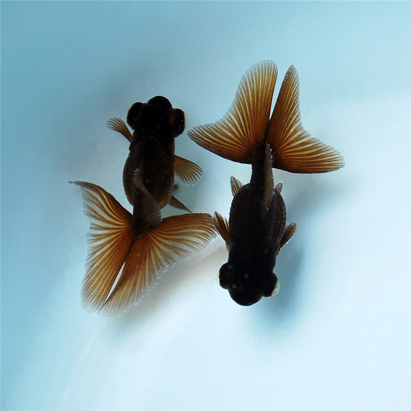 观赏鱼精品紫色蝶尾金鱼冷水淡水水族宠物健康包活送鱼食