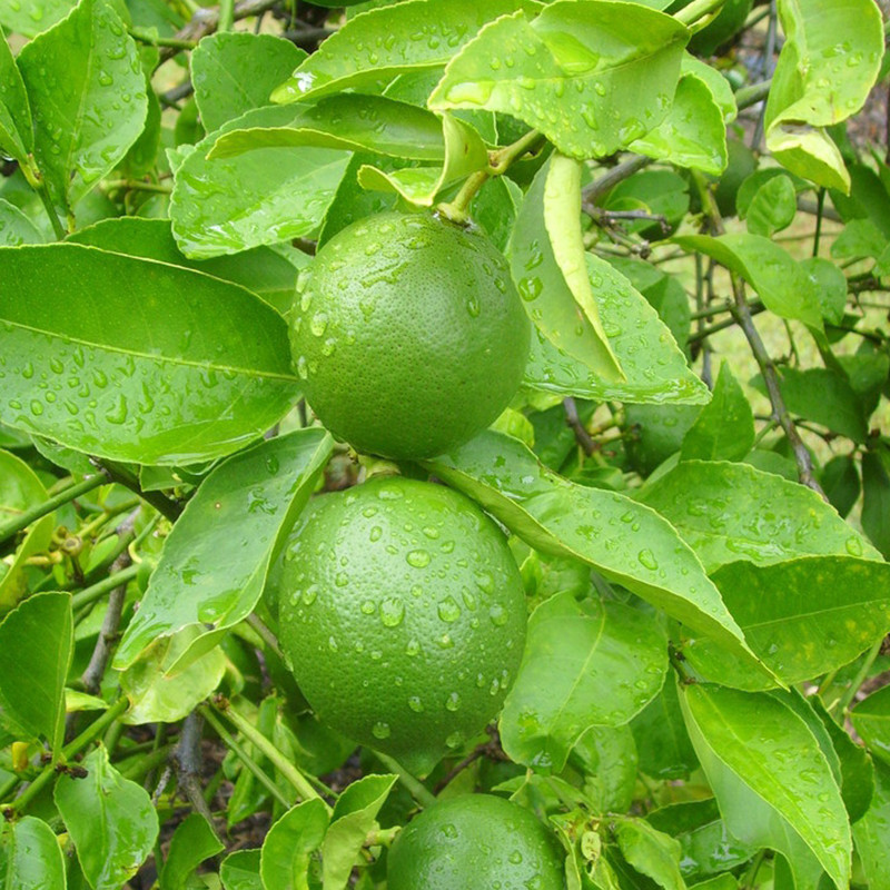 越南无籽青柠檬 1斤 新鲜现摘香柠檬