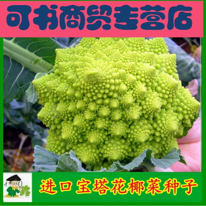 可书蔬菜进口【宝塔菜菜花种子籽】黄绿色宝塔花菜满包邮