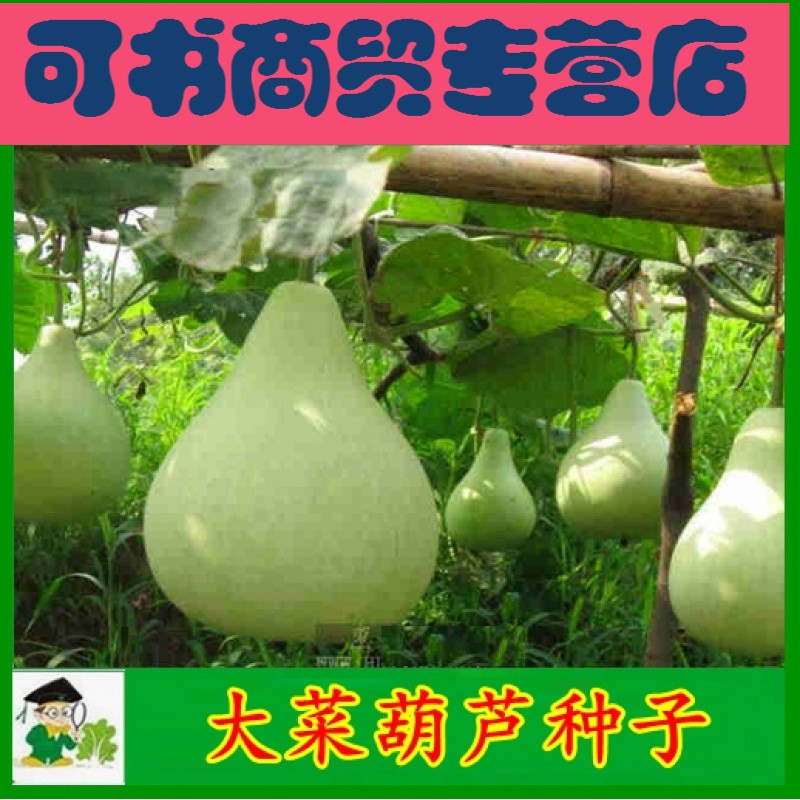 可书寿光蔬菜种子老品种【大菜葫芦种子】瓠瓜进口优质庭院种植满包邮