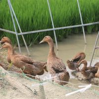 农谣 老鸭 整只装 现杀新鲜麻鸭肉 2年兴化稻田土鸭 农家散养野水鸭子