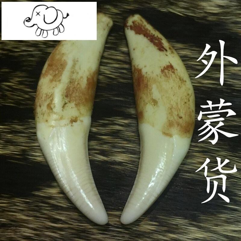 宝宝压惊狼牙吊坠男士护身符狼牙项链男真品真骨质黑狗牙齿女厘米
