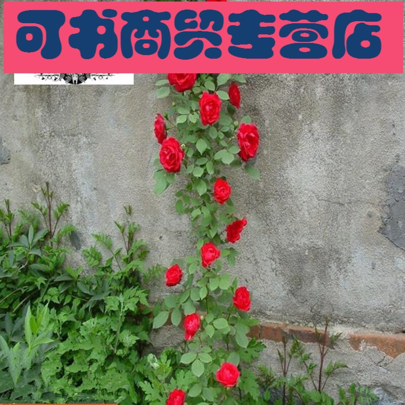 诚信庭院攀援爬藤植物藤本月季小女孩藤彩虹藤宝贝多花藤本月季花苗
