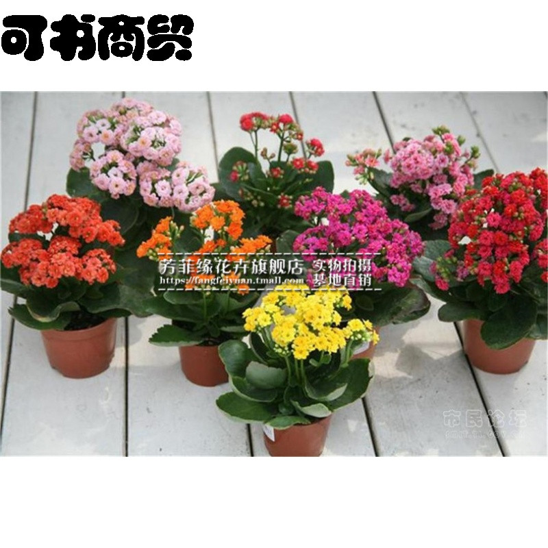 商贸【巴黎长寿花苗】庭院盆栽植物室内绿植 长寿花重瓣苗 长寿花苗