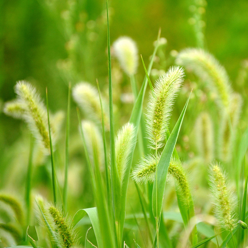 狗尾草种子 毛毛狗 观赏畜牧护坡 全国包邮 狗尾巴草种子一斤价