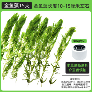 金鱼藻蜈蚣草水草植物绿菊鱼缸造景水培真草养鱼草缸绿植净水新手