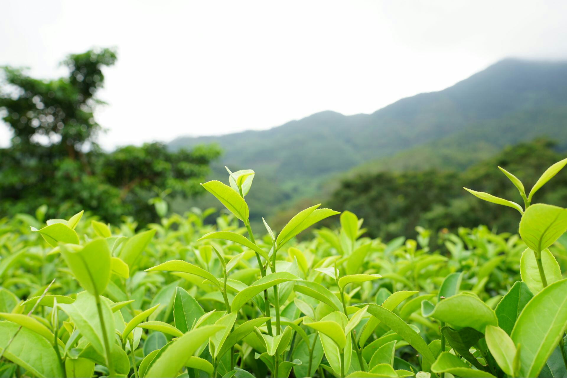 绿茶价格