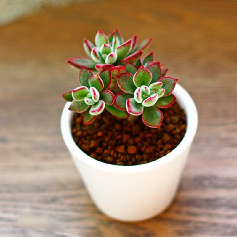 景天多肉植物 多头锦晃星 金晃星 新奇迷你小绿植 不含盆 多头苗