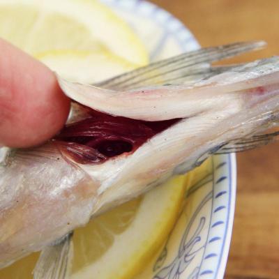 远光大连新鲜小棒鱼 野生鲜活马步鱼 针鱼海鱼 当天现采 28元/斤