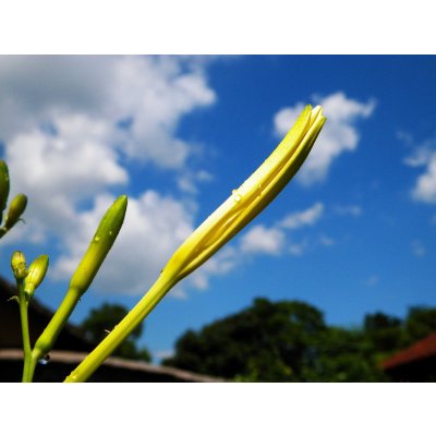 2016年果缘康 特级农家自制有机黄花菜 无公害干菜 金针菜干货500g