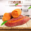 【兰考馆】越千山红薯2.5kg 新鲜现挖 番薯 地瓜 沙土地 包邮