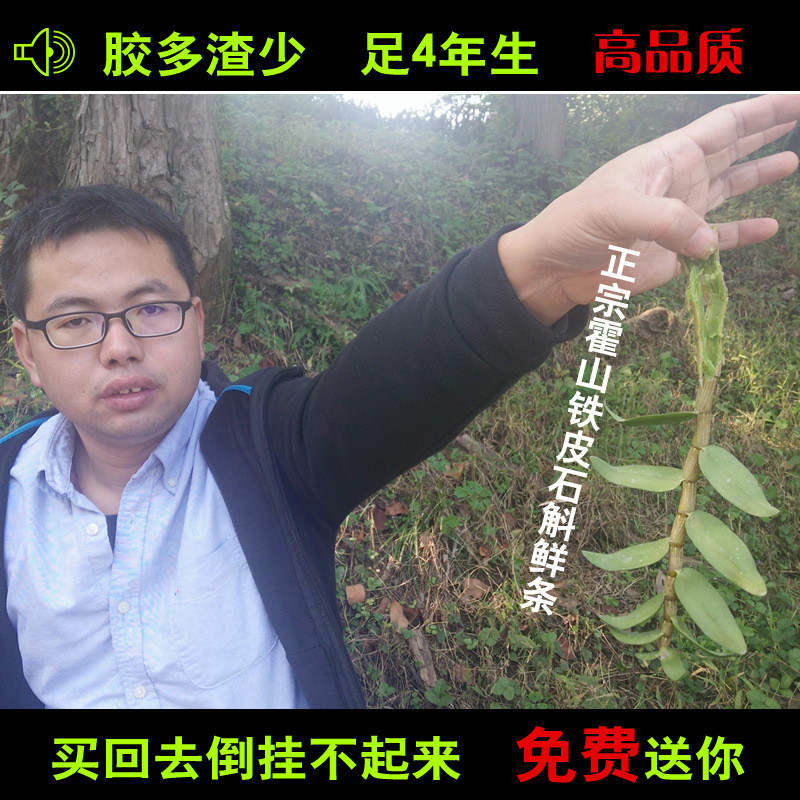 霍山铁皮石斛鲜条四年生石斛新鲜林下铁皮石斛枫斗胶质饱满渣少
