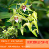 霍山铁皮石斛花茶干花25g正宗枫斗滋补仿野生石斛干花石斛鲜条花