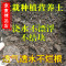洋子（YangZi）苜蓿园五金种植土盆栽土种菜养花土壤发财树绿萝土牡丹兰花土辽宁吉林黑龙江_1 根据收货地址选择对应的省市下单