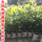 洋子（YangZi）无纺布花盆加厚育苗袋营养袋营养杯育苗杯营养钵植树袋定制_3 14x18(直径8.3x高13.8)五百个