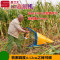 洋子（YangZi）四冲程小型玉米收割机秸秆割晒机辣椒大豆黄豆全新农用收割机_1 宗申四冲程小旋风S35（平地款
