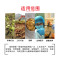 洋子（YangZi）镀锌电热恒温培养箱微生物霉菌培养箱种子发芽箱催芽箱 303-3镀锌内胆