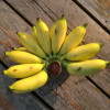 博多客 小米蕉 5斤装 香蕉 新鲜水果 青 特产 皇帝蕉 非粉蕉芭蕉泰蕉 圣瑜