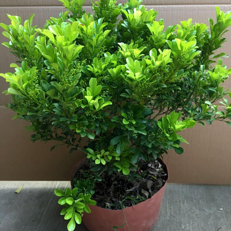 米兰花植物办公室盆栽绿植花卉吸甲醛防辐射净化空气四季开花不断_0