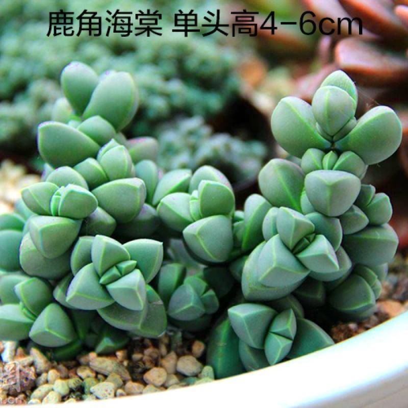 花卉鹿角海棠盆栽创意迷你盆景绿植办公室内盆栽_3 鹿角海棠3cm