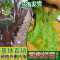 新鲜仙人掌绿色多肉植物盆栽可嫁接食用仙人掌米邦塔美容外敷内服 种植★老桩带跟3层3叶90cm一棵