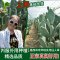 新鲜仙人掌绿色多肉植物盆栽可嫁接食用仙人掌米邦塔美容外敷内服 种植★老桩带跟3层3叶90cm一棵