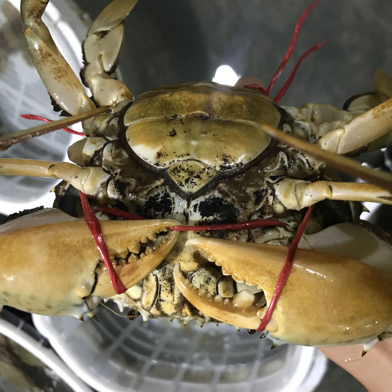 【活鲜】沈志雄 东山岛海鲜活红膏蟹红鲟青螃蟹 1只 450g高清实拍图