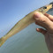 沈志雄 东山岛海鲜海钓梭子鱼沙尖鱼 16-24条 /1000g