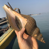 【活鲜】沈志雄东山岛海鲜鲜活野生吹螺海螺一颗1000g