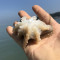 沈志雄东山岛海鲜海捕野生小章鱼八爪鱼盒冻500g/盒共2盒