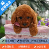 麦比佳纯种泰迪幼犬活体狗狗 茶杯型红泰迪幼犬长不大的泰迪狗狗白色小型犬 双血统赛级玩具型狗狗贵宾犬灰色泰迪犬比熊泰迪