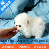 麦比佳 纯种哈多利系球体博美犬活体动物 茶杯博美狗 日系俊杰双血统长不大的茶杯狗白色博美犬 赛级博美犬活体狗狗纯种博美犬